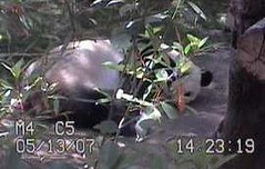 Panda Cams May to December 2007