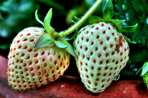 Nature: Unripe White Strawberries