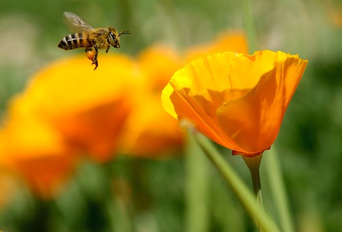 覓食的健康蜜蜂（圖片由 Danny Perez 提供）。