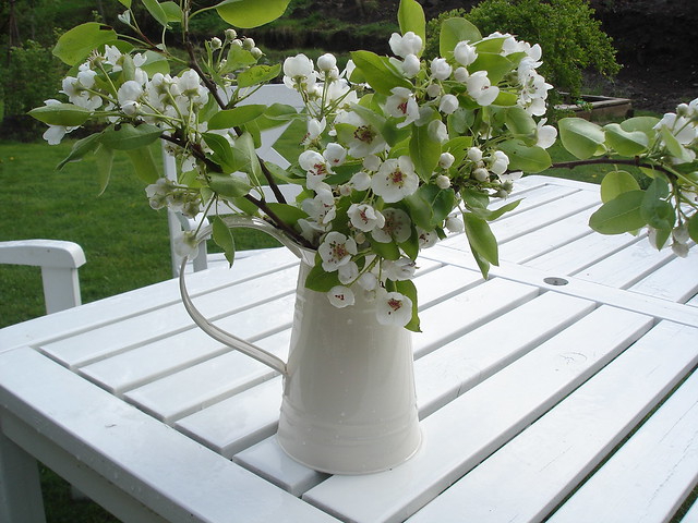 Pear tree flowers