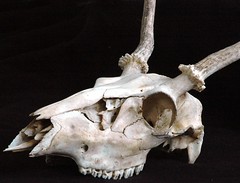 White-Tailed Deer Skull Study