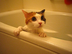a bathing cat