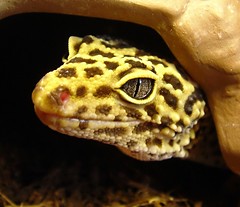 Silly Gecko