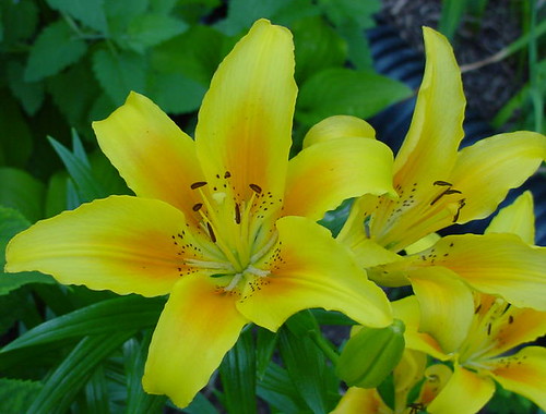 lilies flowers pictures