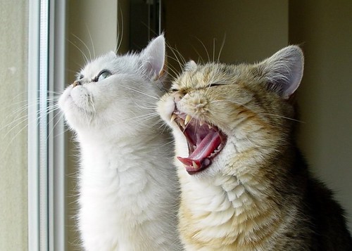 Ling yawning