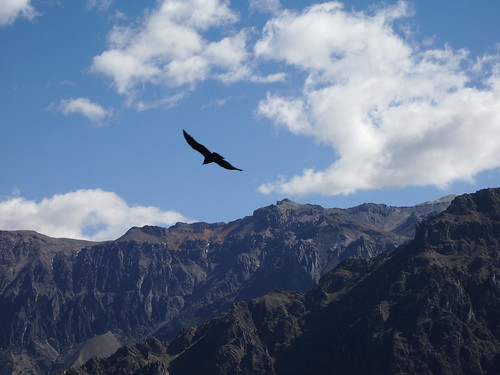 Bloody great condor in the Colca Canyon