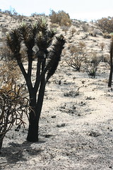 Mojave burn