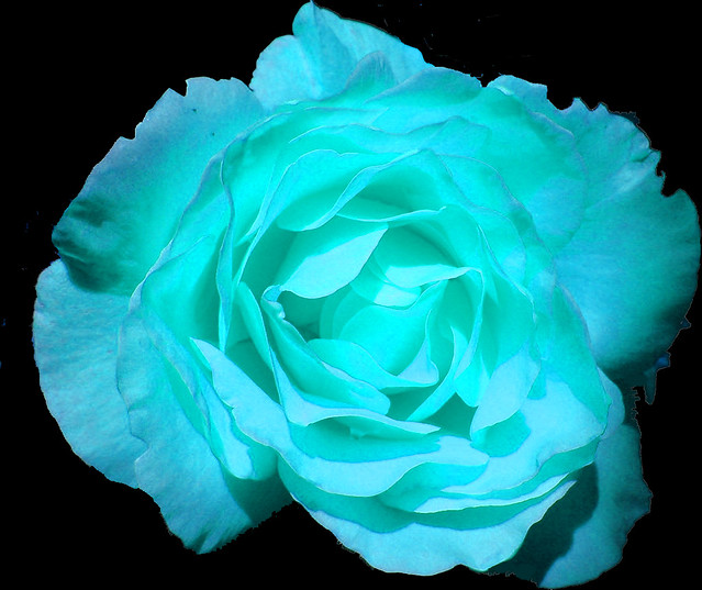 ice blue rose | Flickr - Photo Sharing!