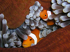 Finding Nemo (Anemonefish - Clownfish)