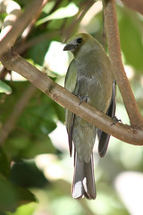 Sanhaço-do-coqueiro (Thraupis palmarum) - Palm Tanager