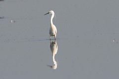Egrets, herons and Ibis