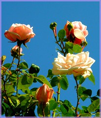 ROSES & Flowers in my garden