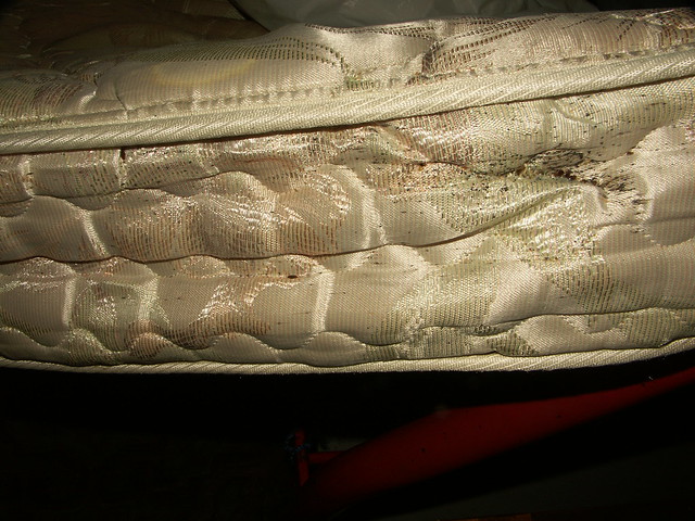 side of mattress with bed bugs | Female with eggs under pipi ...