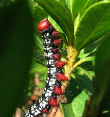 Caterpillars!!!!!