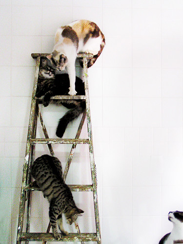 cats on ladder