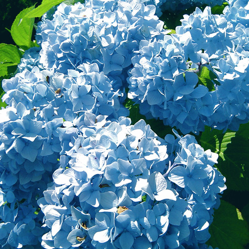 Nantucket Blue Hydrangeas  Flickr  Photo Sharing!