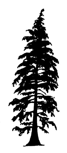clip art redwood tree - photo #46
