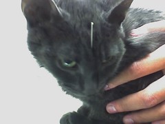 Cat acupuncture, Pinhead