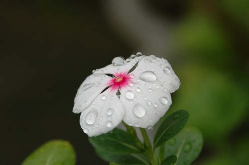 Waterdrop on the flower 1