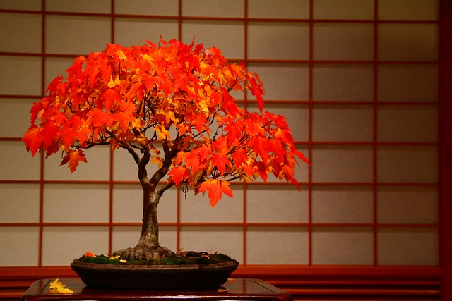 Japanese Garden Fall Bonsai
