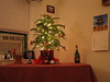 Our Christmas Tree--a living Norfolk Pine