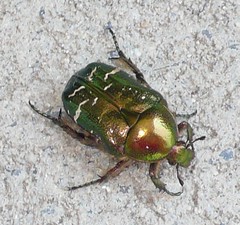 Beetles, Bugs and Earwigs