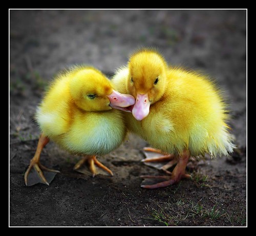 Ducky Love  [104/365]