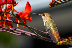 Candice's Hummingbirds