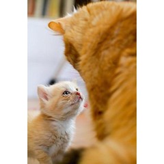 cat #cats #catsagram #catstagram #instagood #kitten...