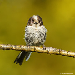 LONG-TAILED TITS