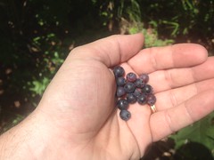 Blueberriesh Berries 