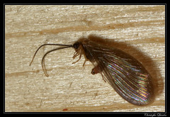 Neuroptera/Sisyridae