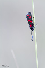 Papillon 2015