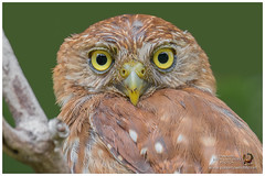 Typical Owls / Búhos / Corujas