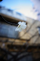 Plum blossoms 2017
