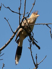 Anu-branco (Guira guira) - Guira Cuckoo