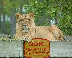 Lion Country Safari - July 2005