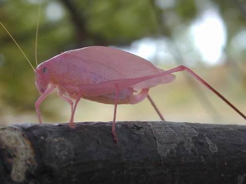 pink katydid by ricmcarthur