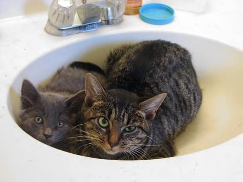 Cats in the Sink