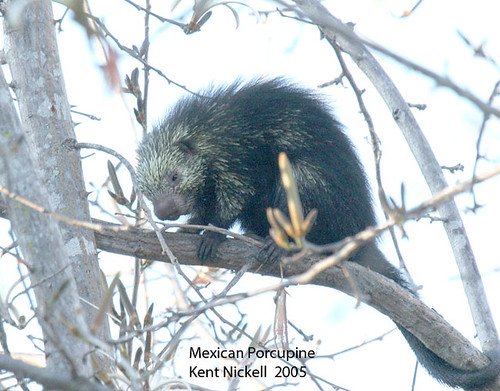 Mexican Porcupine (Sphiggurus mexicanus)