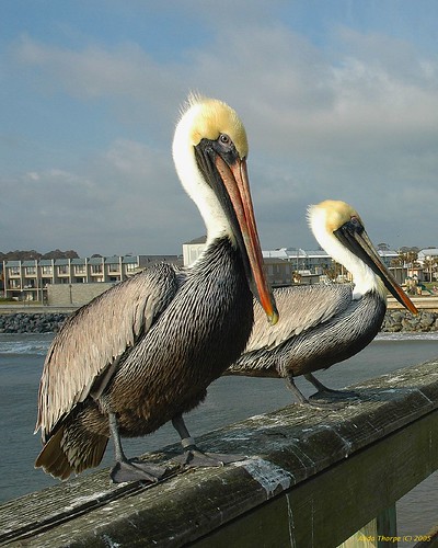two pelicans by Alida's Photos