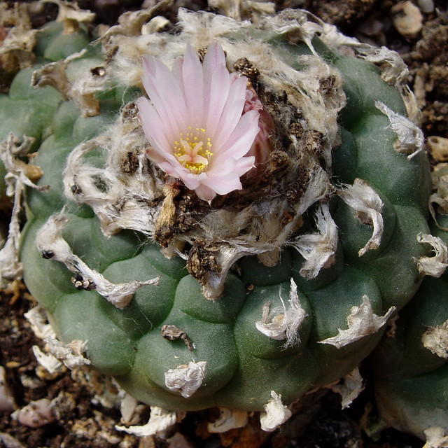 Cactus Peyote