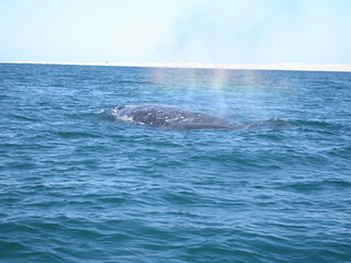 A Grey Whale
