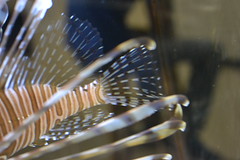 lionfish tail