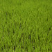 Crazy green of the paddy fields