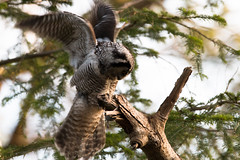 2023-2016 Høgeugle/Northern Hawk Owl, Denmark