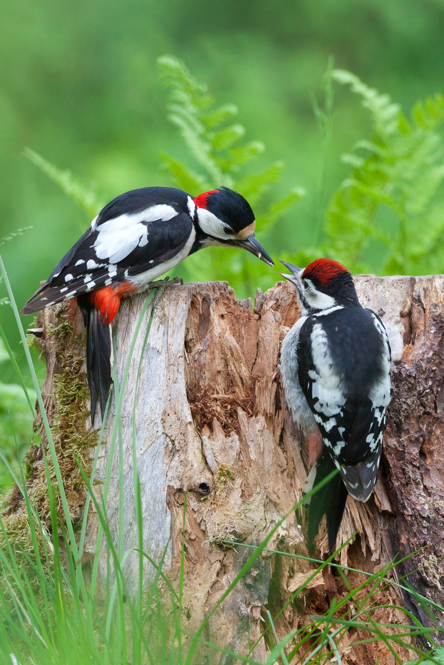 Great Spotted Woodpecker. Credit Da Manne