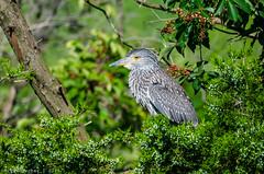 Rookery at Ocean City - Yellow-crowned Night Heron