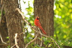red cardinal watching me