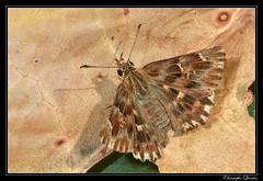 Lepidoptera/Hesperiidae